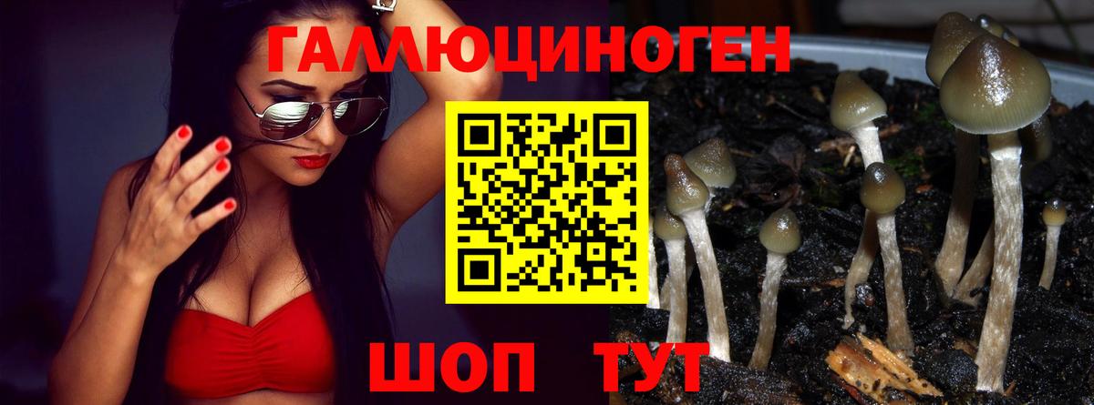 Вичуга  Галлюциногенные грибы Psilocybe  Вход с VPN 